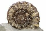 Jurassic Ammonite (Xipheroceras) Fossil - Dorset, England #243492-1